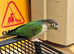 Beautiful young conure parrot