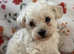 Maltipoo puppies for sale --last 1!! REDUCED