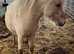 Standard 2 year old Shetland Gelding