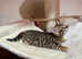 Tica Bengal kittens for sale
