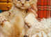 2 females and 1 male British short haired kittens looking for a new home