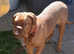 6 month female French mastiff looking for new home