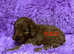 F1B Cockerpoo puppies 1 girl left red collar READY NOW