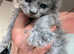 Maincoon x Selkirk Rex bundles of curly fluff