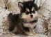 Toy size pomskys puppies available