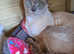 Stud Cat Tonkinese