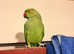 Beautiful baby green Indian ringnick parrot
