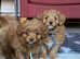 Quality F1 Havanese x Toy poodle