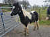 Rising 3 gelding