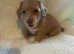 *Solid red based isabella mini dachshunds RARE