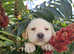 Beautiful Labrador Boy