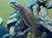 Rankins Dragons with Short Tails at Birmingham Reptiles