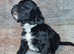 Toy Irish Doodle Puppies PRA/PRCD Clear. 1st Vac Ready To Go!