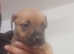 American bulldog x rottweiler puppies