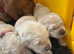 Golden retriever puppies kc