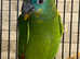 Stunning colourful blue fronted Amazon parrot