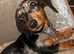 Full breed Female miniature dachshund