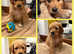 LAST 2 GIRLS  READY NOW Multi genera standard goldendoodles ready from 15 May