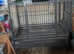 African grey parrot  called smokey
