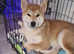 Shiba inu