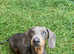 Miniature dachshund blue and tan Boy 2 1/2 years old