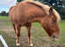 Icelandic Mare 14hands run dun