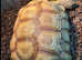 Tortoise Sulcata (True Ivory)