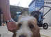 2 Year Old Basset Griffon Vendeen - £500 open to offers.