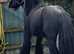 Stunning stallion 13'2