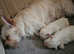 2 beautiful chihuaha X bichon frise puppies