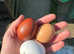 Copper Black Maran & F2 olive eggers