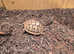 Western dwarf hermans tortoise available