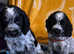 Show type cocker spaniel puppies