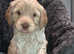 Australian Labradoodle