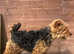 Kc registered Welsh Terrier girl