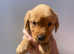 Labrador Retriever fox red puppies
