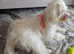 Maltese puppies: last girl