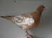 Yellow Meuleman Racing Pigeons.