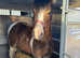 Whisky 1yo 14hh Welsh D x ISH