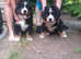 Bernese Mountain Dogs puppies