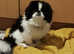 Shishon cross japanese chin
