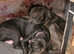 Cane Corso Italian Mastiff Girl Pups. Vaccinated. Ready NOW!