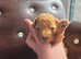 4 boy Red toy poodle puppies