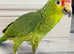 Stunning baby red crown Amazon parrot