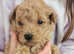 Stunning Toy Poodle Puppies LAST MALE
