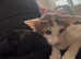 Oriental Bicolour Tortie kitten