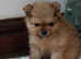 2 lovely Pomeranian .