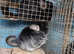 Baby Black velvet Female