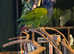 Hand Tame Blue headed pionus 5* homes only.