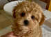 Quality DNA Health Tested F1 Maltipoo Puppies